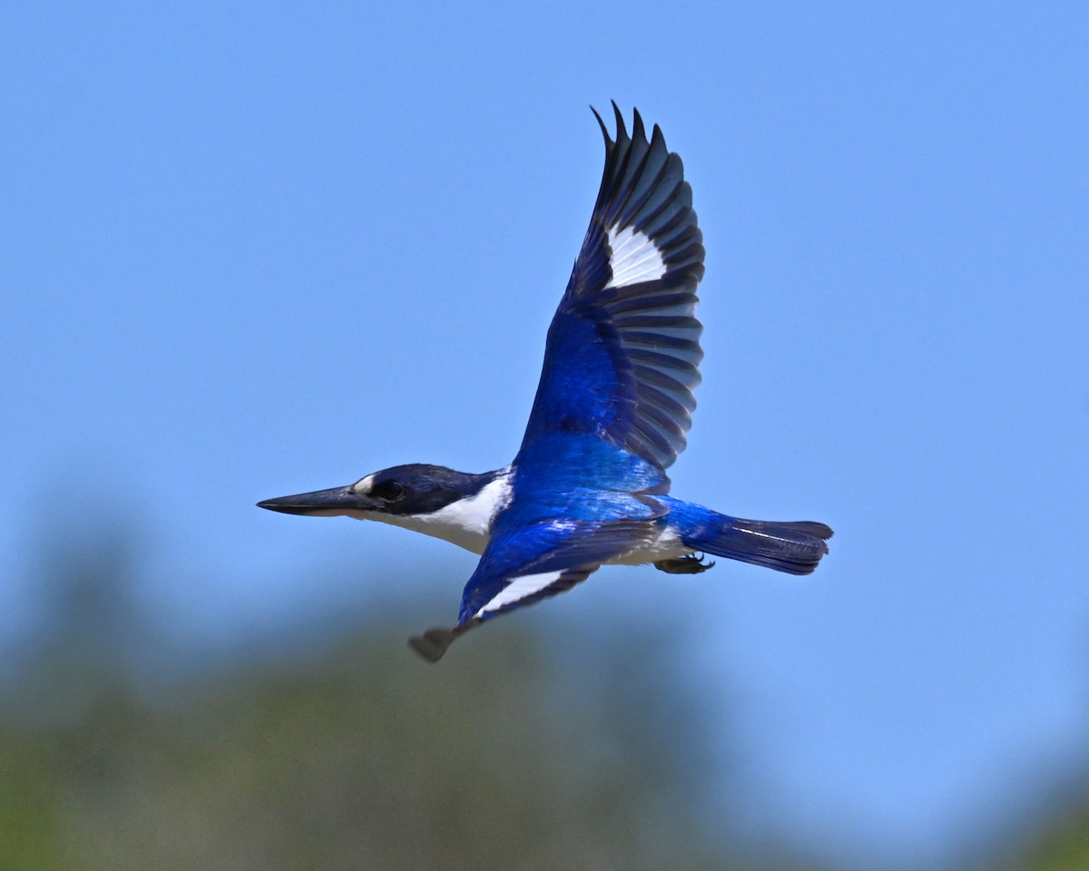 Forest Kingfisher - ML643513720