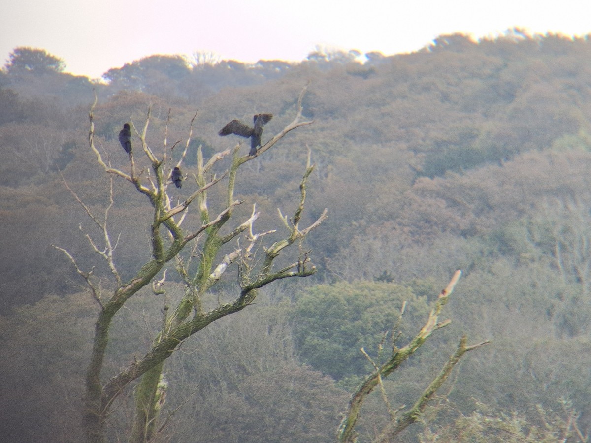 Great Cormorant - ML643513724