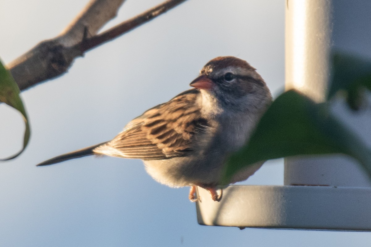 Chipping Sparrow - ML643513730