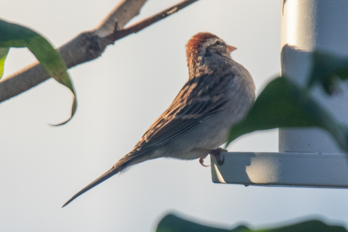 Chipping Sparrow - ML643513731
