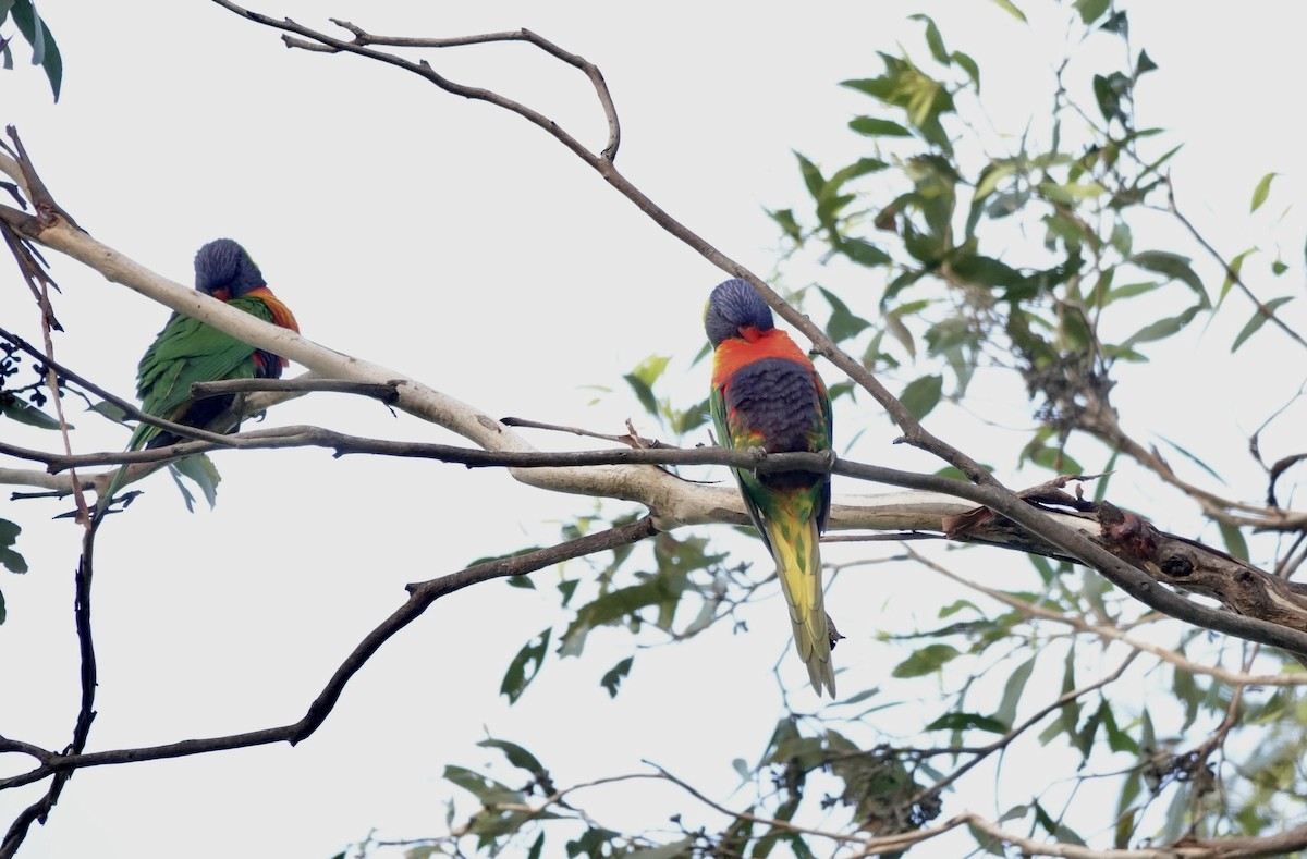 Rainbow Lorikeet - ML643513734