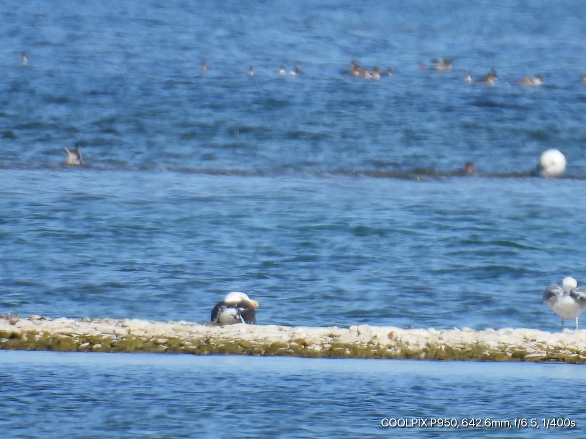 Great Black-backed Gull - ML643513737
