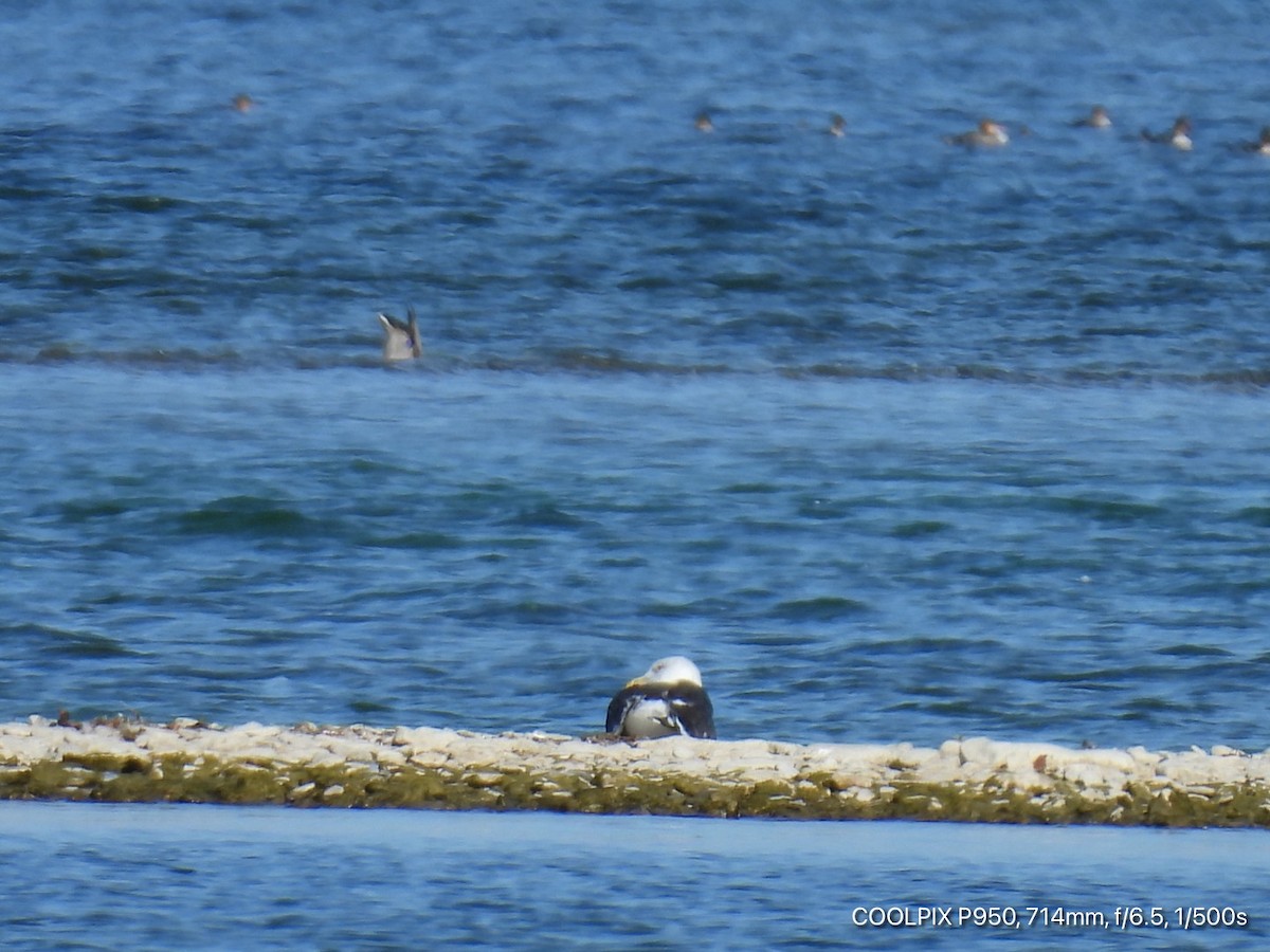 Great Black-backed Gull - ML643513738