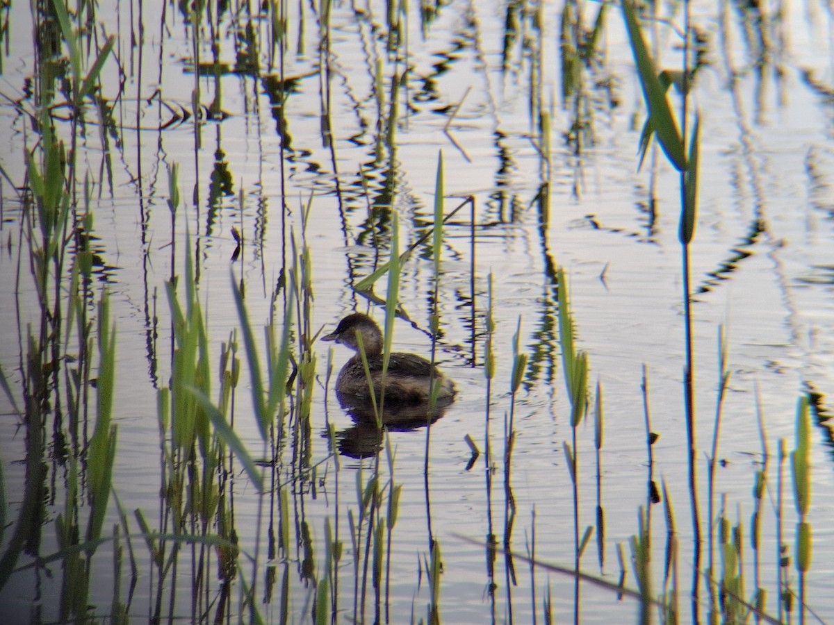Little Grebe - ML643513739