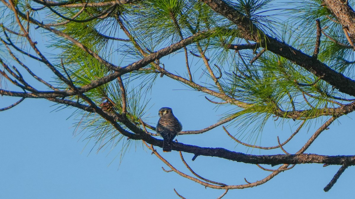 American Kestrel - ML643513742