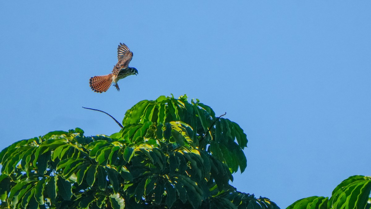 American Kestrel - ML643513750