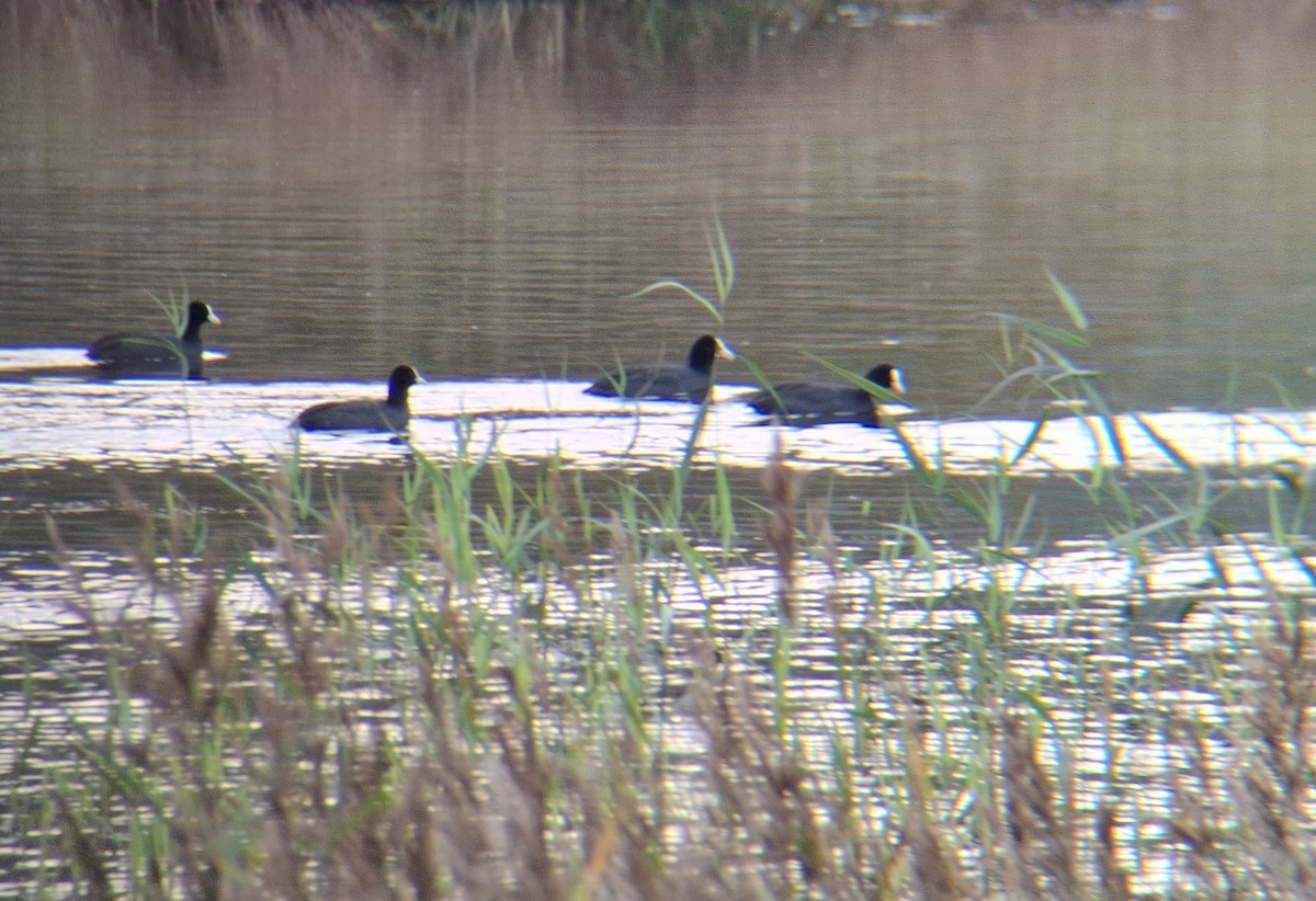 Eurasian Coot - ML643513752