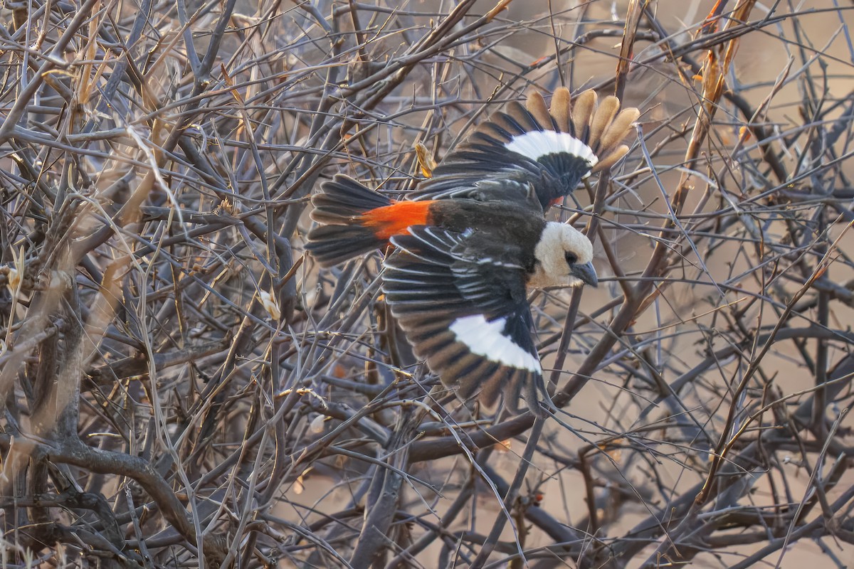 Alecto à tête blanche - ML643513771