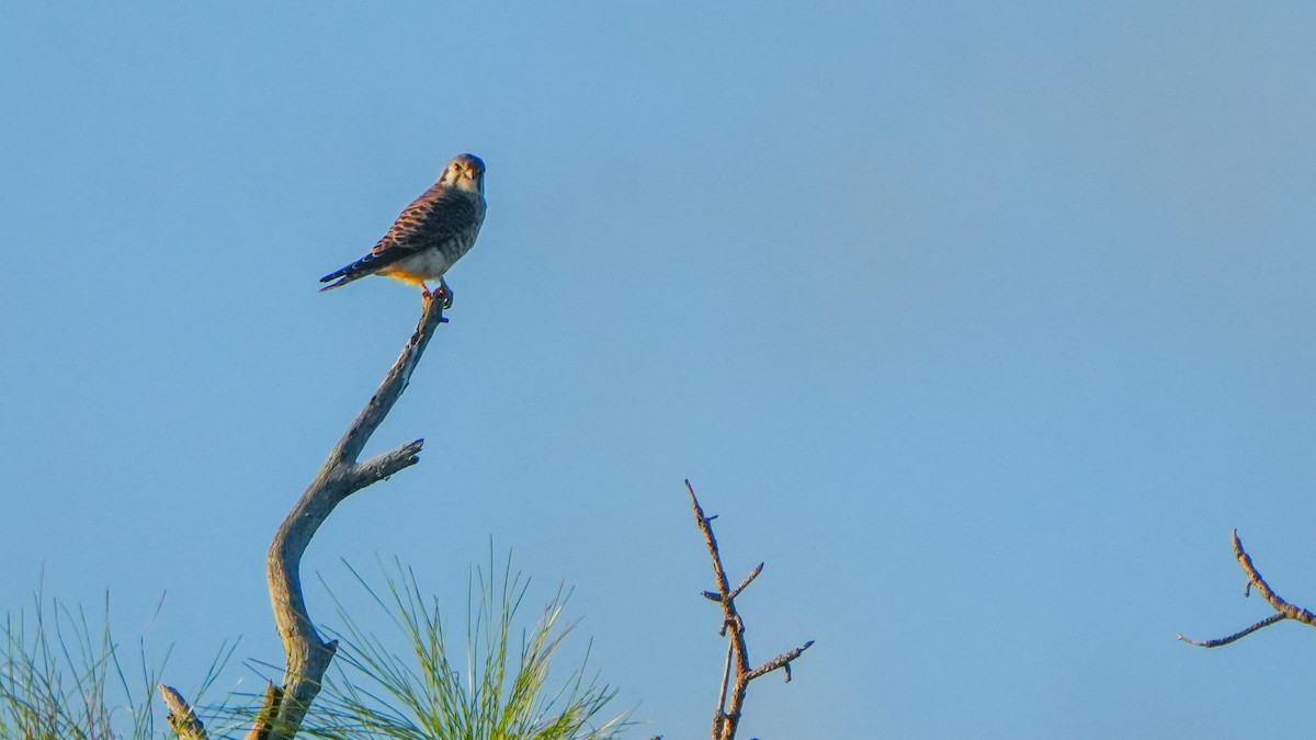American Kestrel - ML643513772