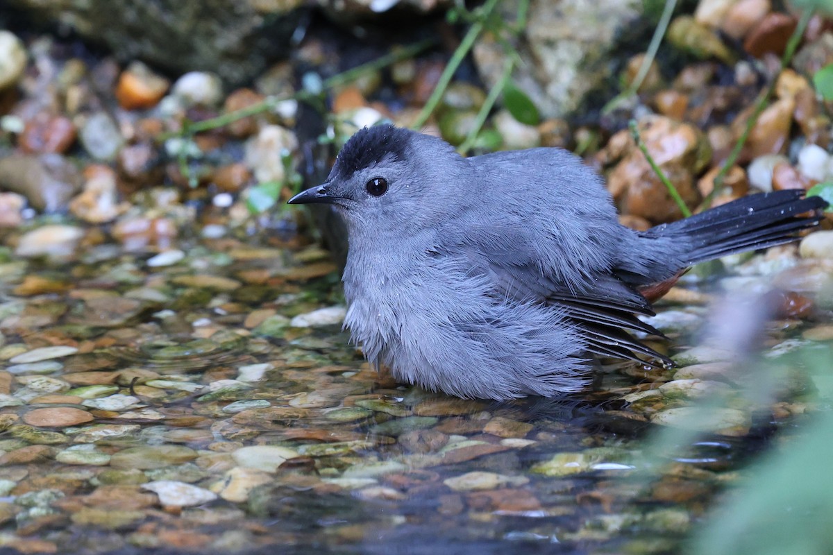 Gray Catbird - ML643513774