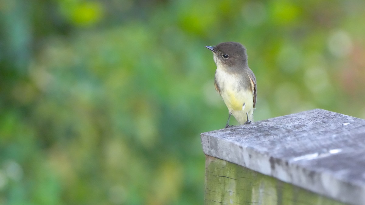 Eastern Phoebe - ML643513780