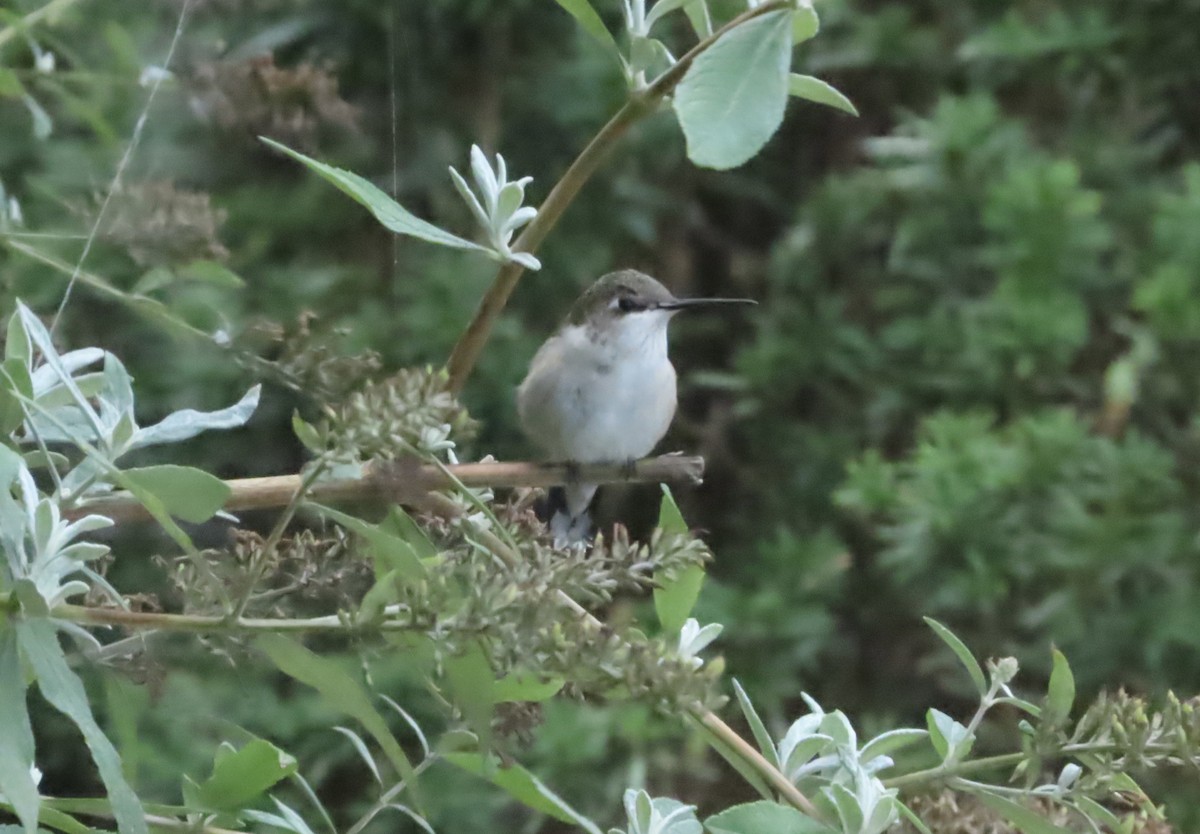 Ruby-throated Hummingbird - ML643513783