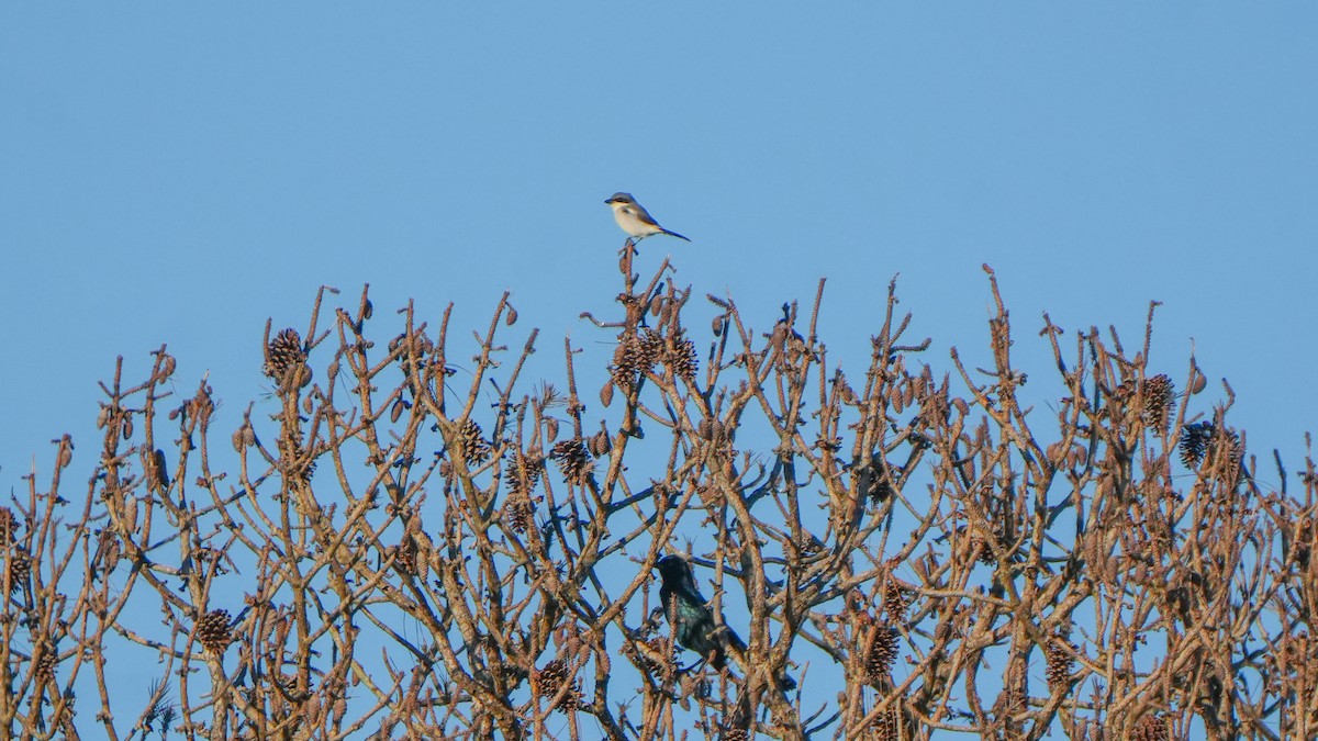 Loggerhead Shrike - ML643513789