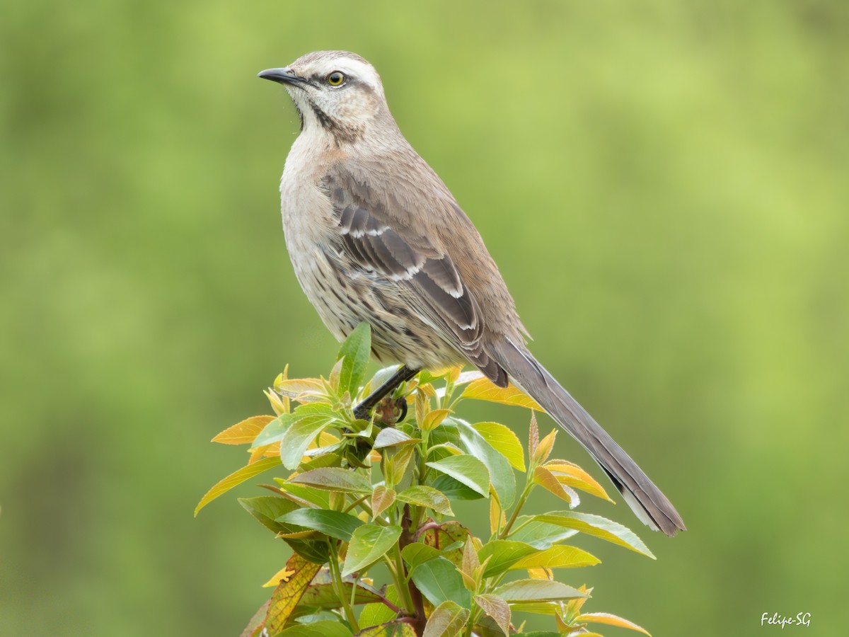Chilean Mockingbird - ML643513794