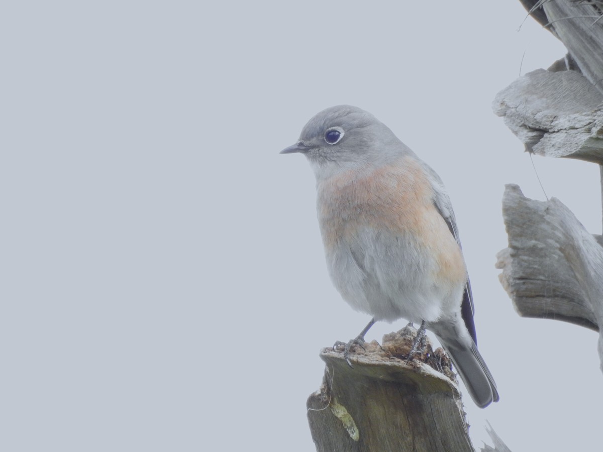 Western Bluebird - ML643513798