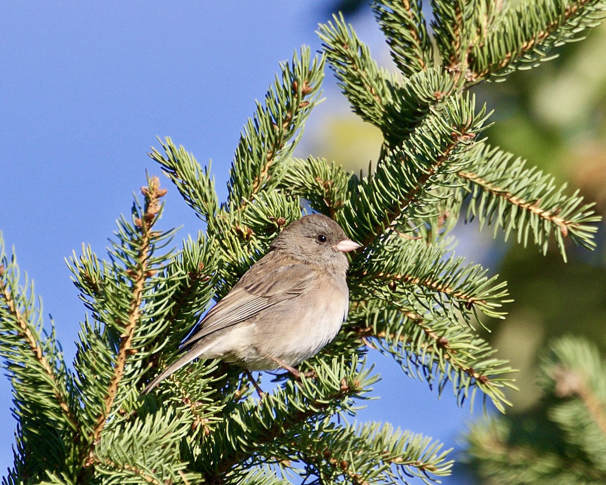 Dark-eyed Junco - ML643513803