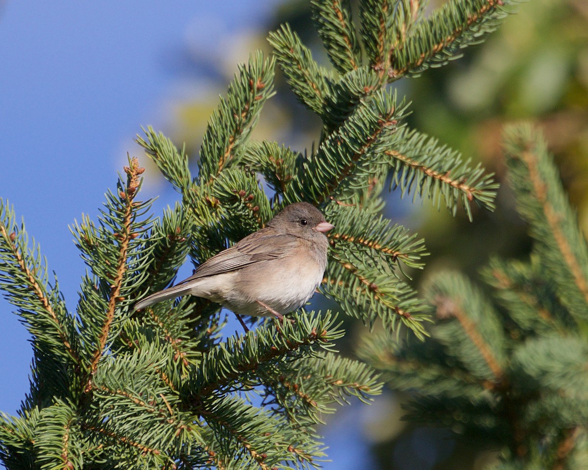 Dark-eyed Junco - ML643513804