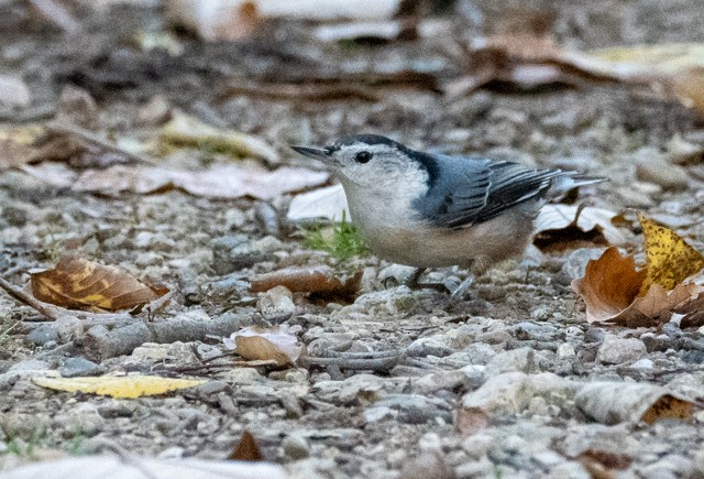 White-breasted Nuthatch - ML643513814