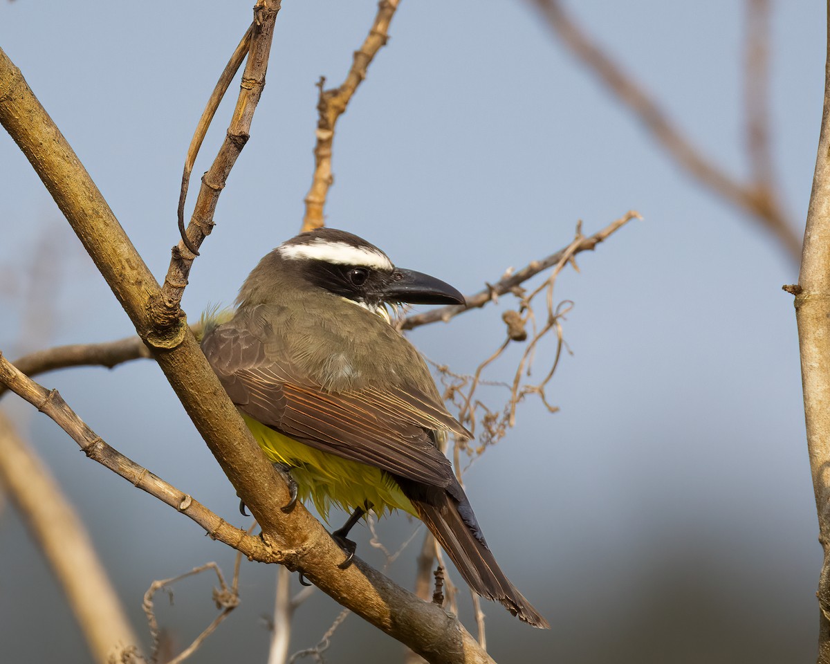 Boat-billed Flycatcher - ML643513831