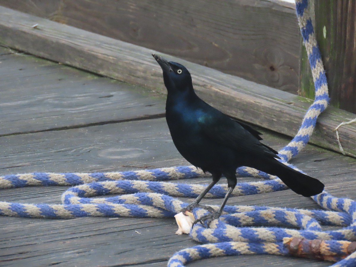Boat-tailed Grackle - ML643513839