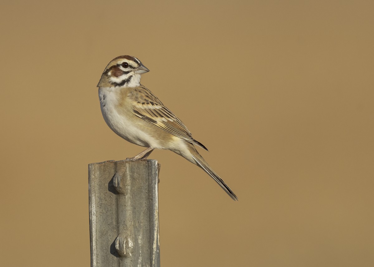 Lark Sparrow - ML643513844