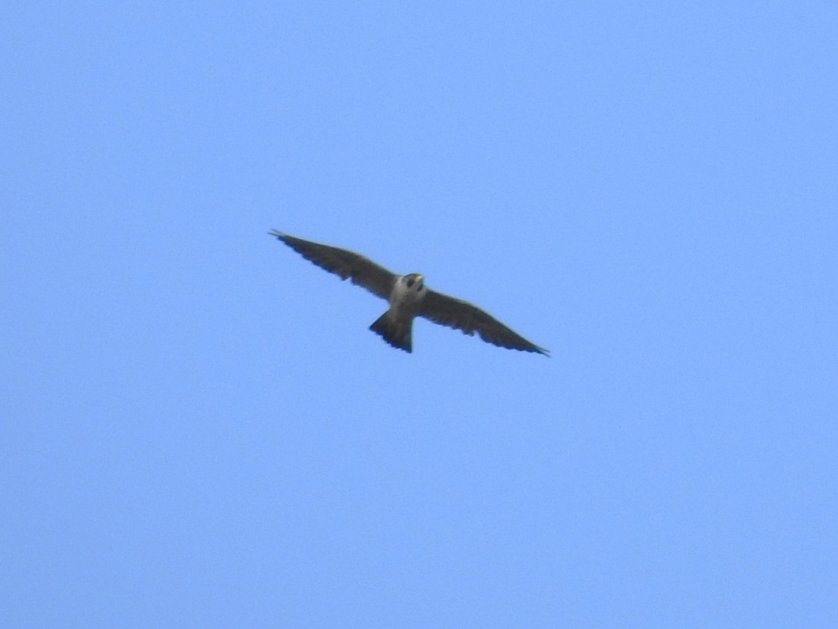 Peregrine Falcon - ML643513883