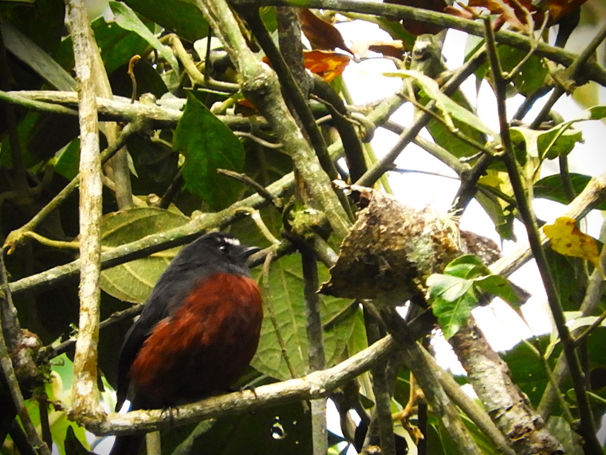 Chestnut-bellied Chat-Tyrant - ML643513892