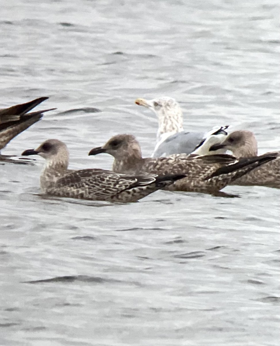 Lesser Black-backed Gull - ML643513896