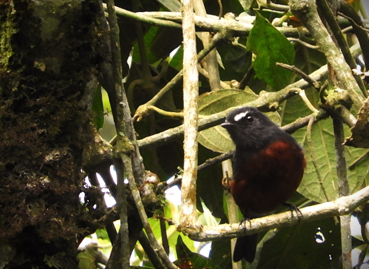 Chestnut-bellied Chat-Tyrant - ML643513910
