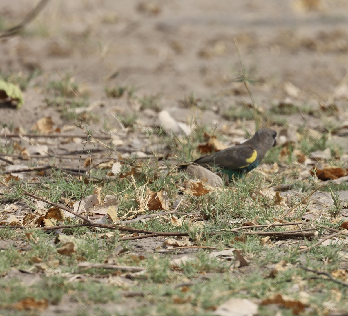 gulissepapegøye - ML643513922