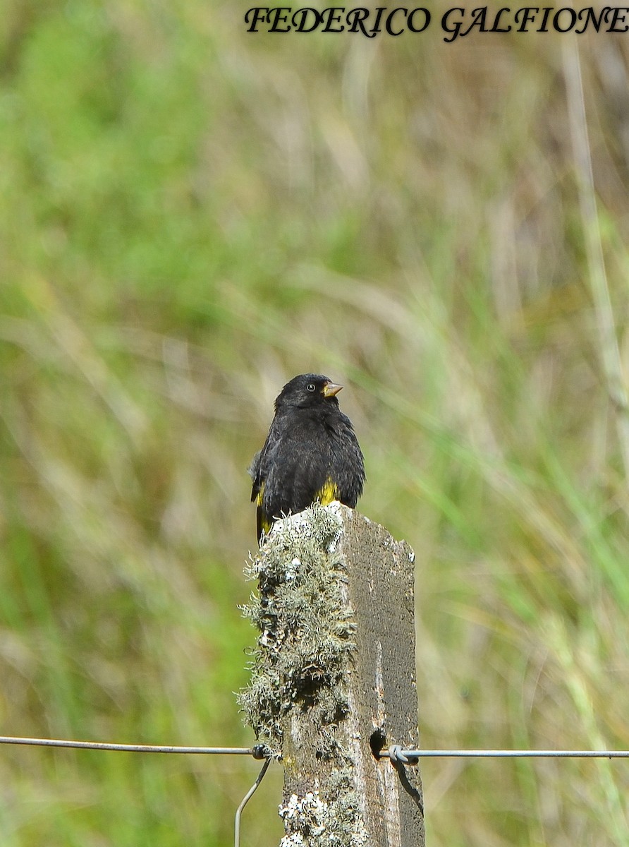 Black Siskin - ML643513930