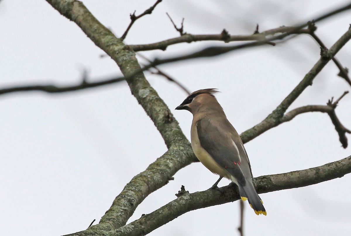 Cedar Waxwing - ML643513933