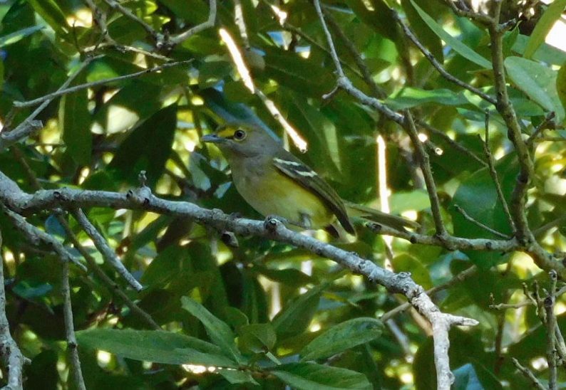 Vireo Ojiblanco - ML643513935