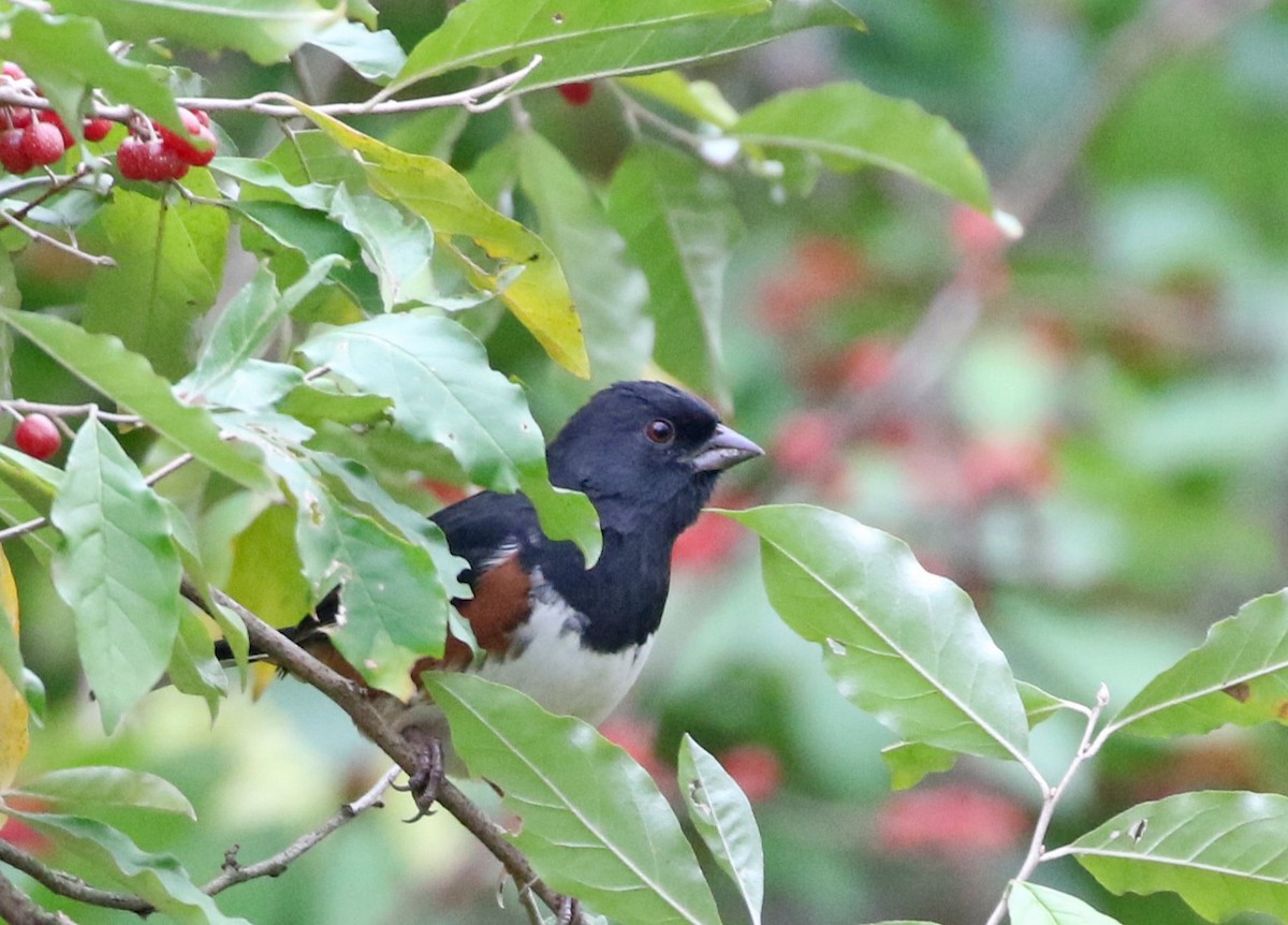 Eastern Towhee - ML643513939