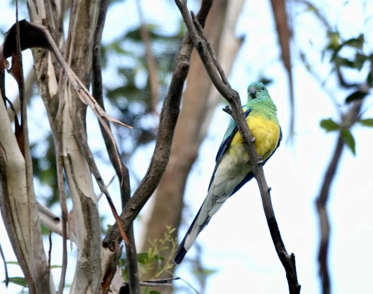 Red-rumped Parrot - ML643513940
