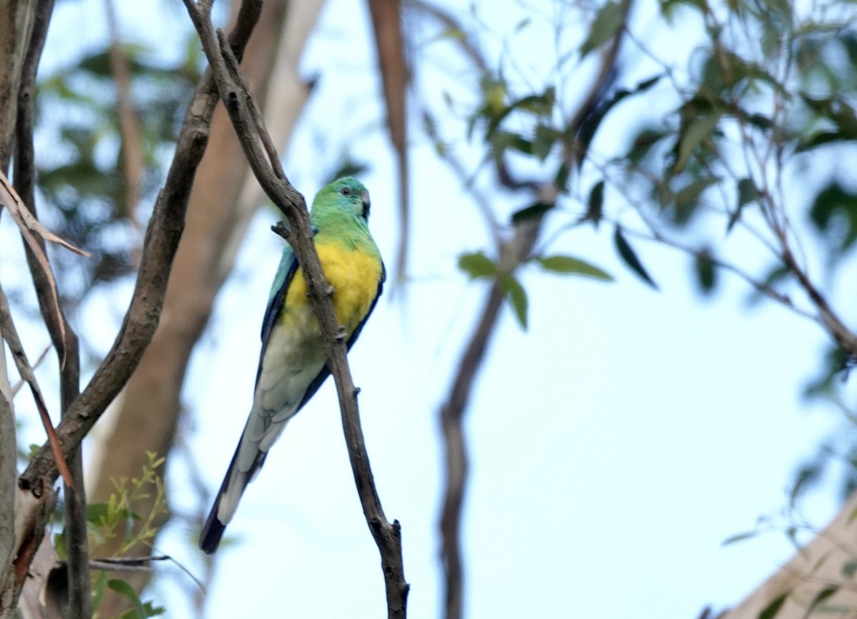 Red-rumped Parrot - ML643513941