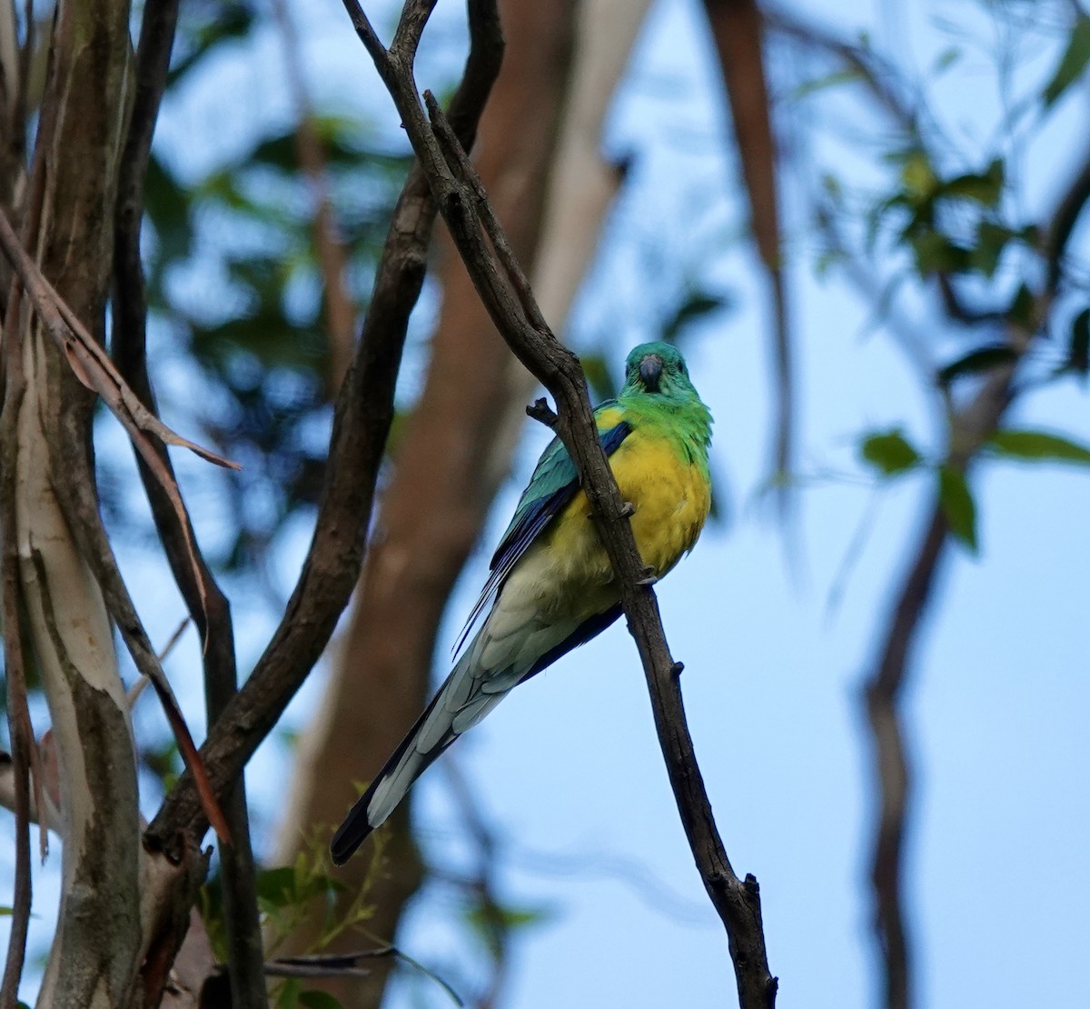 Red-rumped Parrot - ML643513942
