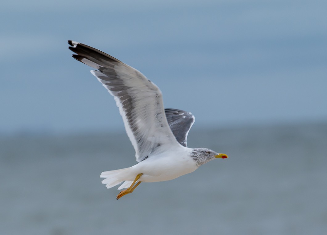 Lesser Black-backed Gull - ML643513943