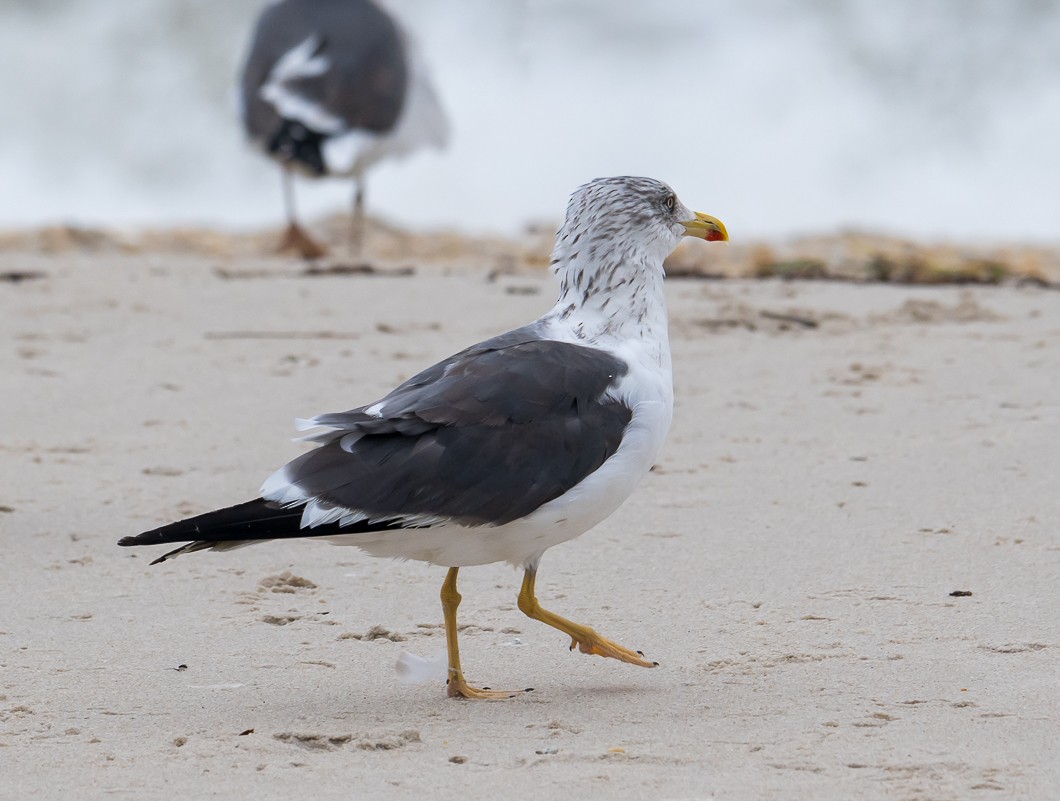 Lesser Black-backed Gull - ML643513945