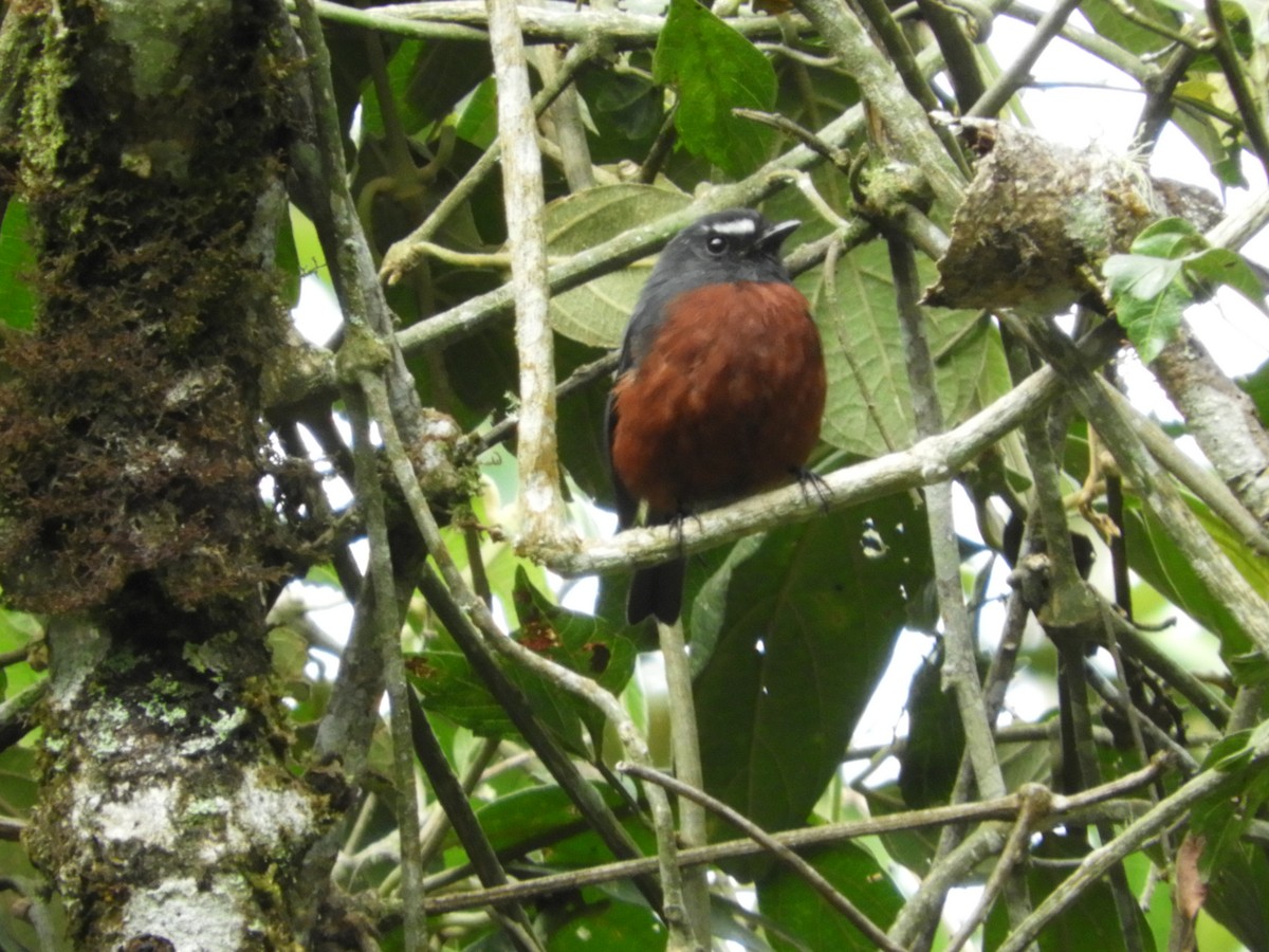 Chestnut-bellied Chat-Tyrant - ML643513949