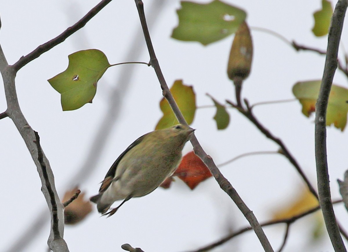 Blackpoll Warbler - ML643513954