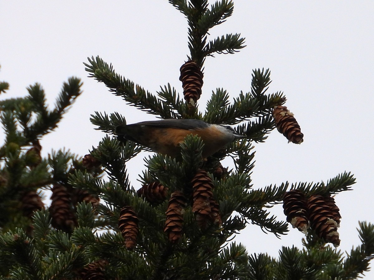 Red-breasted Nuthatch - ML643513955
