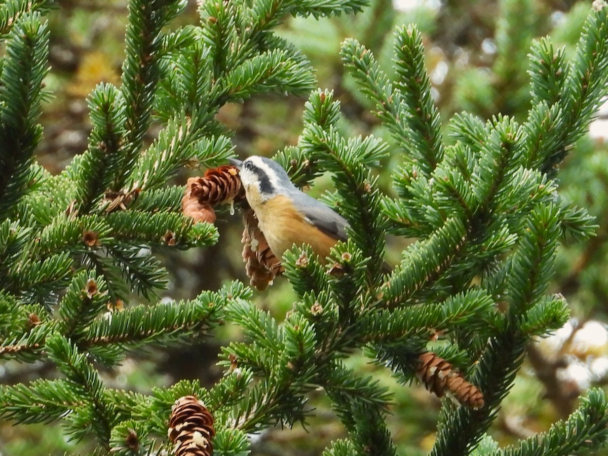 Red-breasted Nuthatch - ML643513956