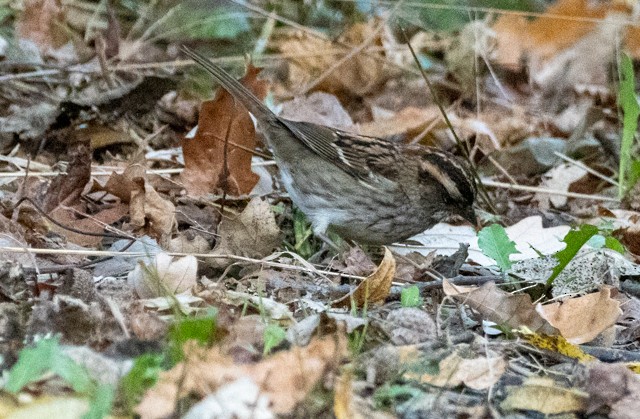 White-throated Sparrow - ML643513961