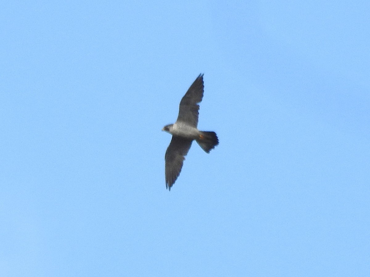Peregrine Falcon - ML643513968