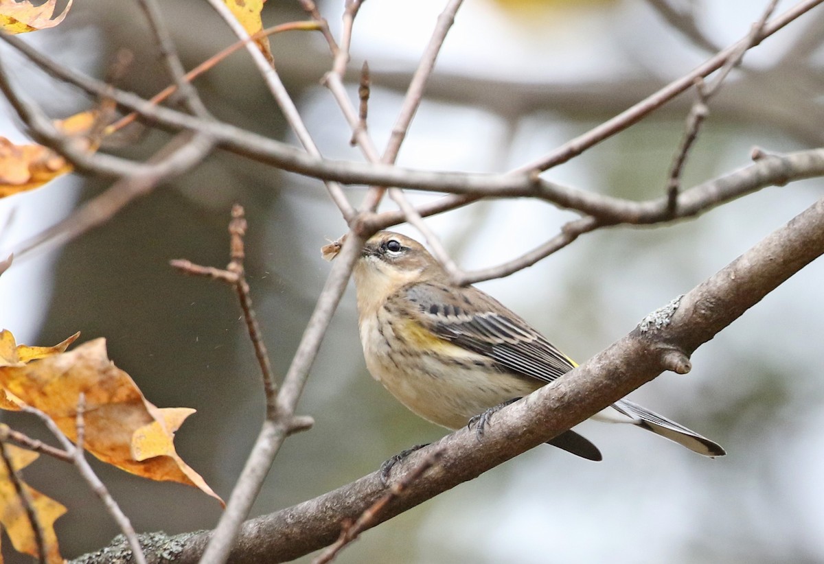 Yellow-rumped Warbler - ML643513978