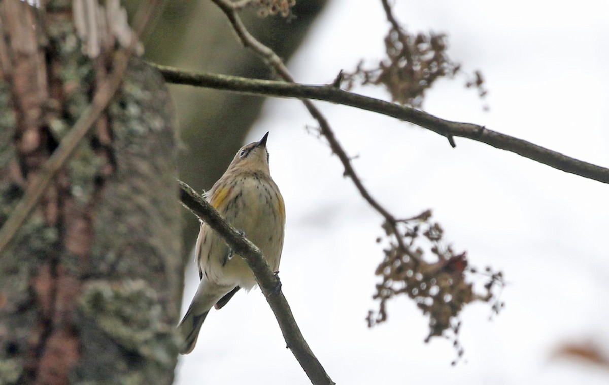 Yellow-rumped Warbler - ML643513979