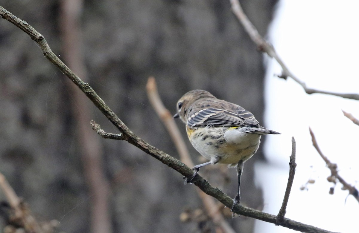 Yellow-rumped Warbler - ML643513980