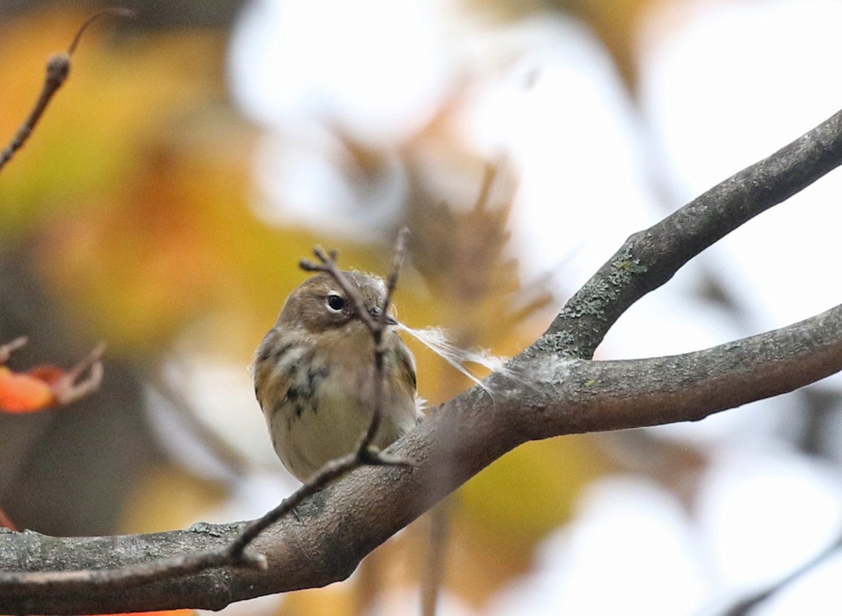 Yellow-rumped Warbler - ML643513981