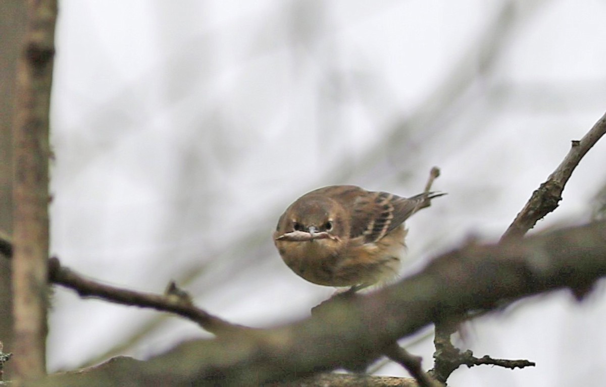 Yellow-rumped Warbler - ML643513982